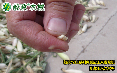 陜西毅政農(nóng)業(yè)機(jī)械有限公司,毅政,免剝皮玉米脫粒機(jī),發(fā)明人袁毅在沙苑農(nóng)場考察早熟玉米成熟狀態(tài)