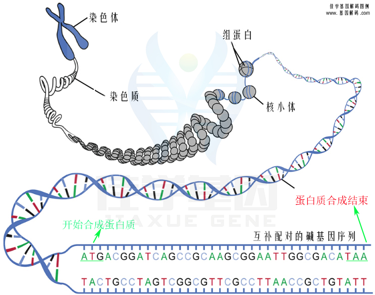 【佳學基因檢測】低鎂血癥6腎臟型基因解碼、<a href=http://www.hyjhsj.com/tk/jiema/cexujishu/2021/31933.html>基因檢測</a>報告看得懂嗎？
