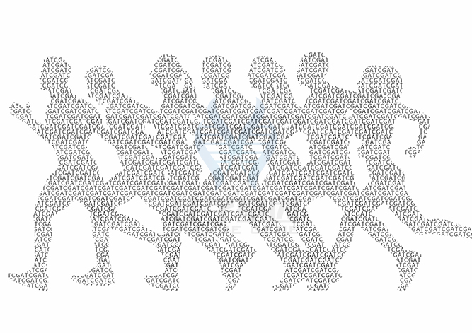 【佳學(xué)基因檢測(cè)】楓糖尿病中間型1A型基因解碼、<a href=http://www.hyjhsj.com/tk/jiema/cexujishu/2021/31933.html>基因檢測(cè)</a>可以只做<a href=http://www.hyjhsj.com/tk/jiema/cexujishu/2021/31933.html>基因檢測(cè)</a>嗎？