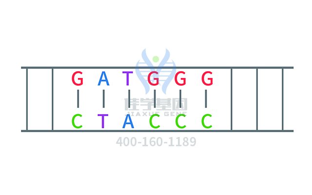 【佳學(xué)基因檢測】多尾精子和DNA過量相關(guān)的不育癥基因解碼、<a href=http://www.hyjhsj.com/tk/jiema/cexujishu/2021/31933.html>基因檢測</a>有什么用？