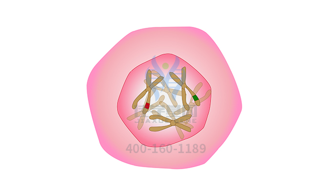 【佳學(xué)基因檢測(cè)】腦瘤-息肉綜合征2型基因解碼、<a href=http://www.hyjhsj.com/tk/jiema/cexujishu/2021/31933.html>基因檢測(cè)</a>有什么用？