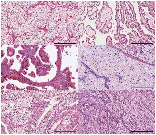 保存圖片、插圖等的外部文件。對象名稱為 nihms958498f1.jpg