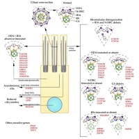 【佳學(xué)基因檢測】纖毛病的病理生理學(xué)：研究生入學(xué)考試知識點