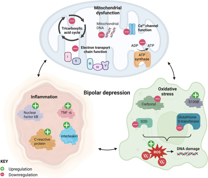 圖1：雙相抑郁癥與線粒體功能障礙、炎癥和氧化應(yīng)激持續(xù)相關(guān)