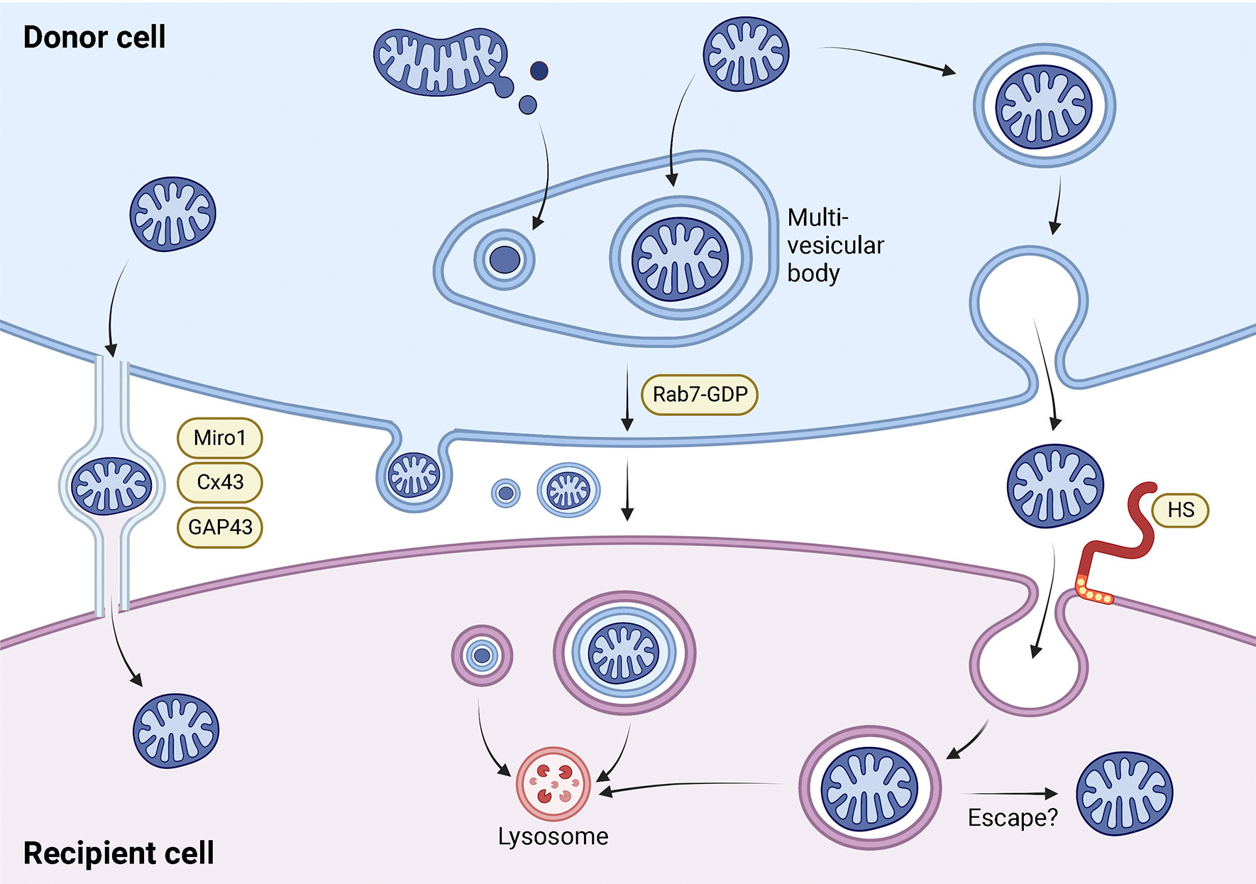 圖 1. Energizer轉移機制。
