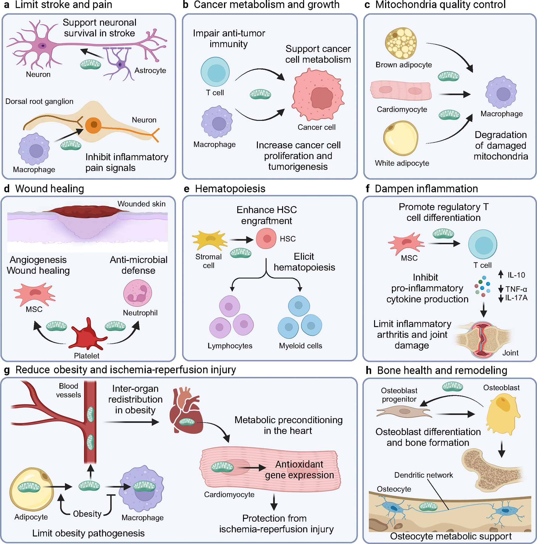 圖 2.Energizer轉移的功能作用