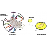 【佳學基因檢測】Energizer在體內(nèi)的生成與釋放