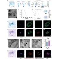 【佳學基因檢測】Energizer與骨髓基質(zhì)細胞聯(lián)用促進骨修復過程中的血管生成